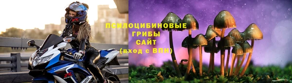 крисы Бородино