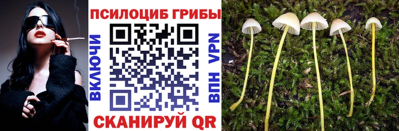 площадка как зайти  Касимов  Галлюциногенные грибы Psilocybine cubensis 